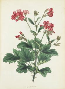 DE L'ECLUSE CHARLES,Rariorum plantarum historia,Bonhams GB 2014-11-12