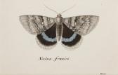 DE LA POIX DE FREMINVILLE Chevalier Christophe Paulin,Blue underwing moth,Bonhams 2015-10-26