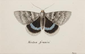 DE LA POIX DE FREMINVILLE Chevalier Christophe Paulin,Blue underwing moth,Bonhams 2015-10-26