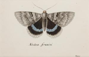 DE LA POIX DE FREMINVILLE Chevalier Christophe Paulin 1787-1848,Noctua fraxini,Bonhams GB 2015-03-04