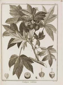 DE LABILLARDIÈRE jacques julien houton,Icones plantarum Syriae rariorum,1791,Christie's 2007-11-14