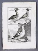 DE LACEPEDE GERMAIN 1756-1825,Histoire naturelle. Ornithologie,1803,Subastas Galileo ES 2017-04-27