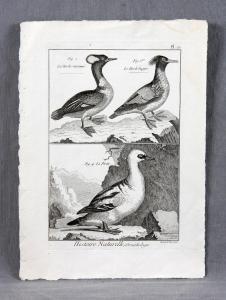 DE LACEPEDE GERMAIN,Histoire naturelle. Ornithologie, pl. 27,1970,Subastas Galileo 2018-12-20