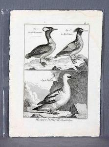 DE LACEPEDE GERMAIN,Histoire naturelle. Ornithologie. Pl. 27,1970,Subastas Galileo 2018-05-24