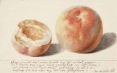 de LELIE Jan Adriaen Antonie 1788-1845,Two peaches,Christie's GB 2014-12-10