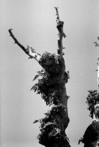 DE MONTAIGU Alix 1942,Le Cri de l'arbre,2005,Ader FR 2010-09-23
