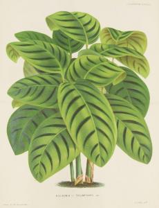 De Pannemaeker Pieter Joseph 1832-1904,Heliconia Triumphans,Rosebery's GB 2023-02-01
