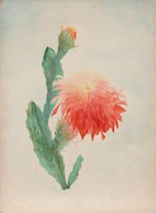 DE PARIS REGIS 1948,Cactus Flower 5,Ro Gallery US 2012-06-27