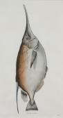 DE RAMN Juan Bautista Bru 1740-1799,"Chocha de Mar",Canterbury Auction GB 2021-07-31