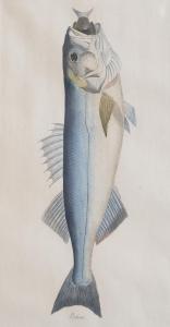 DE RAMN Juan Bautista Bru 1740-1799,Conjunto de seis peces de los mares de España,Alcala 2022-10-20