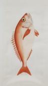 DE RAMN Juan Bautista Bru,Fish identified in Spanish - "Aligote",Canterbury Auction 2021-06-05