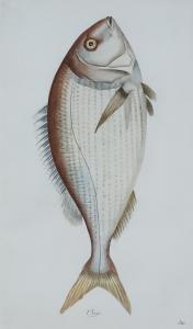 DE RAMN Juan Bautista Bru,Fish identified in Spanish - "Viejo",Canterbury Auction 2021-06-05