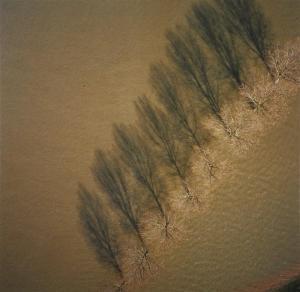 DE RUIJTER GERCO 1961,Water trees,1999,Christie's GB 2010-03-09