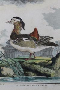 de SEVE Jacques Eustache 1790-1830,Birds,Reeman Dansie GB 2020-02-11