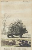 de SEVE Jacques Eustache 1790-1830,Colección de cinco grabados de animales,Subastas Segre 2021-12-14