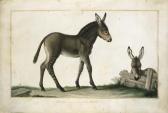DE WAILLY Leon,A cross of a zebra and a donkey, and a donkey behi,1807,Christie's 2001-07-10