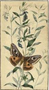 DE WIT Hermanus 1764-1842,Two studies of moths, including an Emperor Moth (S,Christie's 2010-12-09