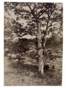 DELONDRE Paul,Étude d'arbre, Fontainebleau,1850/55,Tajan FR 2011-03-04