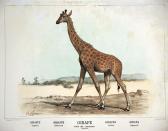 DELORME,Girafe Enseignement par les Yeux Becquet Paris,1890,Artprecium FR 2017-06-28
