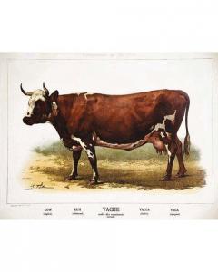 DELORME,Vache Ordre des Ruminants (Bovidés),1890,Millon & Associés FR 2020-02-26
