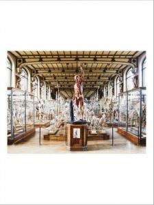 DELSAUX CEDRIC 1974,Galerie d'anatomie comparée minium.,Pierre Bergé & Associés FR 2019-12-18