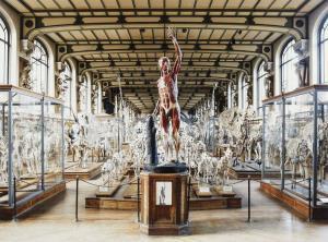 DELSAUX CEDRIC,Galerie d\’anatomie comparée 2 Photographie en cou,Pierre Bergé & Associés 2020-07-27