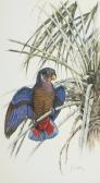 DEMONTE Rosalia 1900-1900,Pionus Fuscus (Dusky Parrot) Brazilian name: Mai,1988,Deutscher & Menzies 2007-09-12