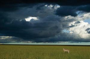 DENIS HUOT Christine et Michel,Guépard et orage sur Masai-Mara,EVE FR 2010-11-22