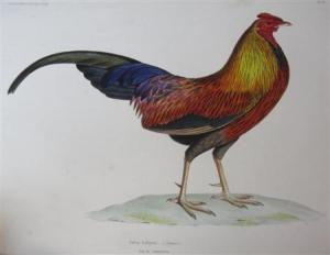 DES MURS Marc Athanse Parfait Oeillet,Iconographie ornithologique,1849,Lyon & Turnbull 2013-01-16