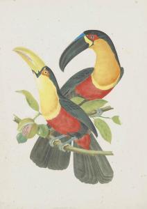 DESCOURTILZ Jean Theodore 1796-1855,Ornithologie Brésilienne,Christie's GB 2012-04-25