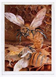 DETMOLD Edward J 1909,The Life of the Bee,Bonhams GB 2009-12-01