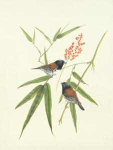 DETMOLD Edward Julian 1883-1957,Four studies of birds,Bonhams GB 2018-03-07