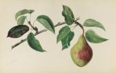 DEVERIA Laure 1813-1838,A PEAR ON A BRANCH,Sotheby's GB 2012-07-04
