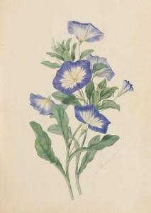 DEVERIA Laure 1813-1838,bouquet de fleurs,1836,De Maigret FR 2007-03-23