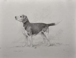 DEWING Thomas Wilmer 1851-1938,Study of a Beagle,20th Century,John Nicholson GB 2019-11-27
