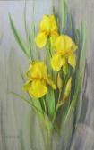 DEWING 1900,Yellow Iris,1982,Mallams GB 2014-07-11