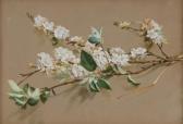 DEXTER William 1818-1860,Apple Blossom,Mossgreen AU 2014-11-17