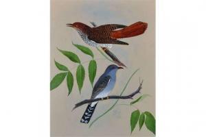 DIAS R… 1800-1800,A Study of Birds,1881,John Nicholson GB 2015-02-25