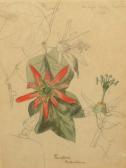 DICKER Charles William H 1855-1912,Passiflora Herbertiana,Rosebery's GB 2008-08-05