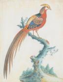 Dickson Samuel 1748-1769,Four exotic birds,Dreweatts GB 2018-01-23