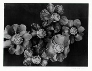 DIETZ Monika Gabriele 1932,Anemonen,1950,DAWO Auktionen DE 2016-04-23