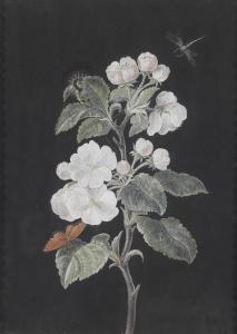 DIETZSCH Margaretha Barbara 1716-1795,A pair of flower studies: apple blossoms and,Palais Dorotheum 2012-11-08