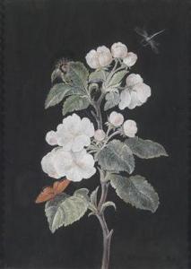 DIETZSCH Margaretha Barbara 1716-1795,Paar Blumenstudien: Apfelblüten mit Schmette,Palais Dorotheum 2012-05-02