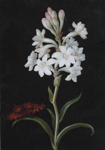 DIETZSCH Margaretha Barbara,Still life of white flowers and a butterfly,Christie's 2013-02-05