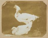DILLWYN Mary 1816-1906,Studies of Domestic Fowl,Dreweatts GB 2014-06-06