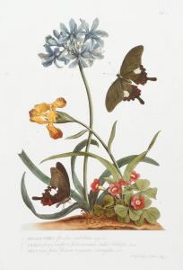 DIONYSIUS EHRET George,botanical illustration depicting flowers & butterf,Quinn's 2011-12-10