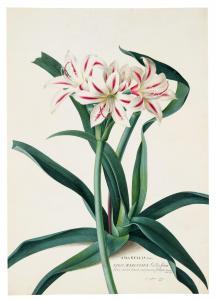 DIONYSIUS EHRET George 1708-1770,The Amaryllis,1761,Sotheby's GB 2021-07-07