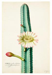 DIONYSIUS EHRET George 1708-1770,The South American 'Candle' Cactus,Sotheby's GB 2021-07-07