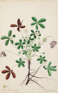 DIONYSIUS EHRET George 1708-1770,The White Potentilla,Sotheby's GB 2021-07-08