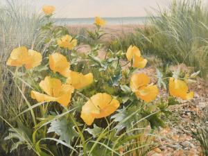 Dipnall Mary 1936,Yellow Horned Poppies,John Nicholson GB 2021-06-25